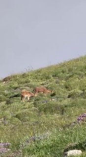 Горные козлы на склонах горы Хуступ, Армения