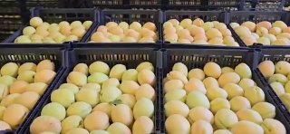 Армянские абрикосы выходят на рынок Польши и ЕС: старт продаж с 8 июля