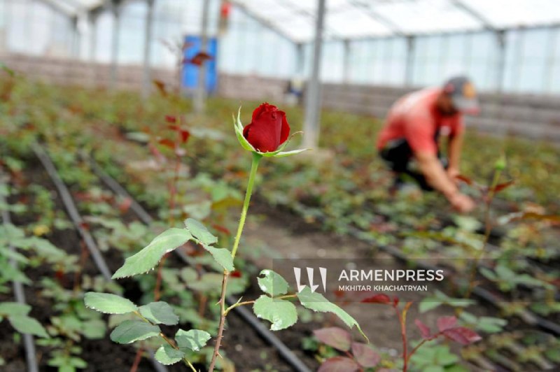 Нидерланды открывают крупнейший цветочный рынок Royal Flora Holland для производителей из Армении