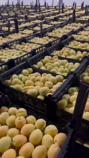 Армянские абрикосы впервые появятся в крупных розничных сетях Европы