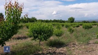 В Армении запустили программу нулевых кредитов для фермеров: 11 тысяч бенефициаров за несколько недель